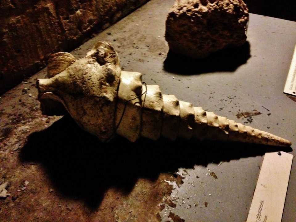 Parigi sotterranea: i resti dell'Ecocene