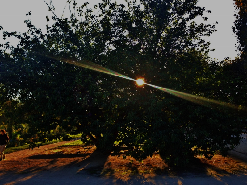 Al jardin des plantes mentre il sole scende