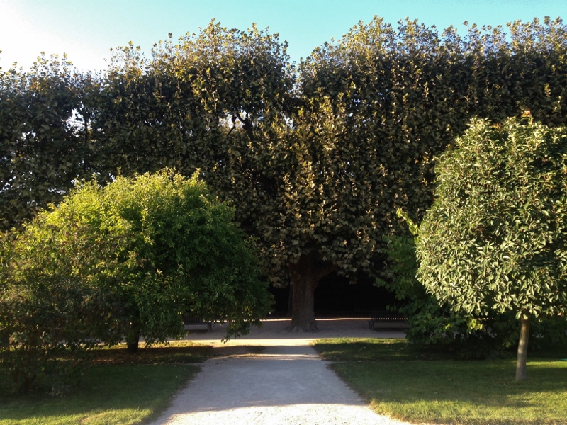 Al jardin des plantes, vista su qualche albero