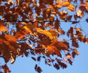 Passeggiata per il bois de Vincennes: finalmente si respira